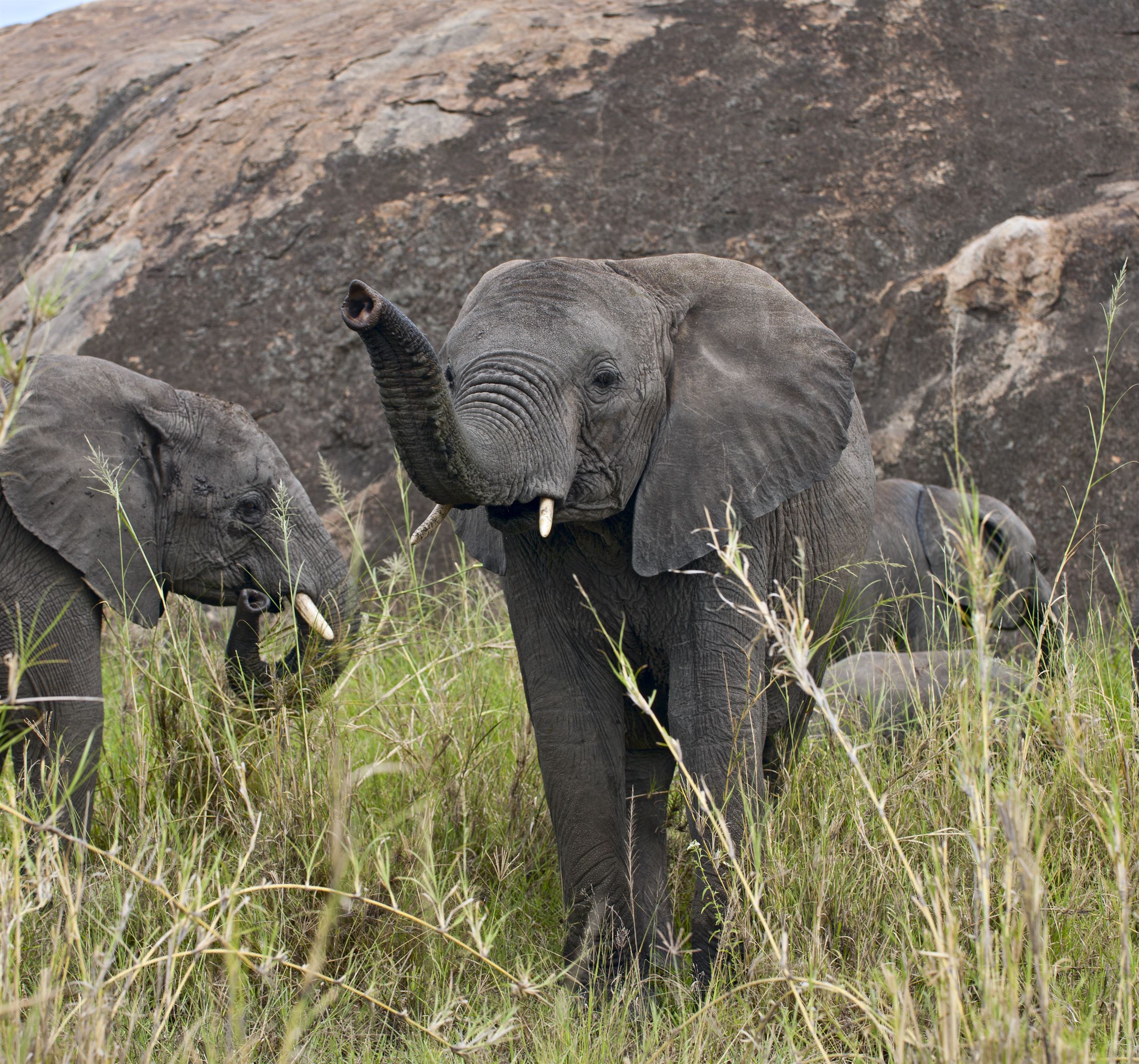 elephants-in-serengeti-national-park-tanzania-af-2023-11-27-04-51-13-utc