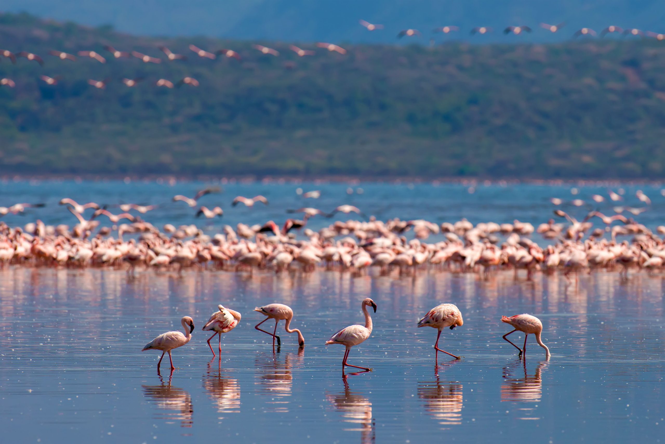 Flock of flamingos wading in the shallow lagoon water