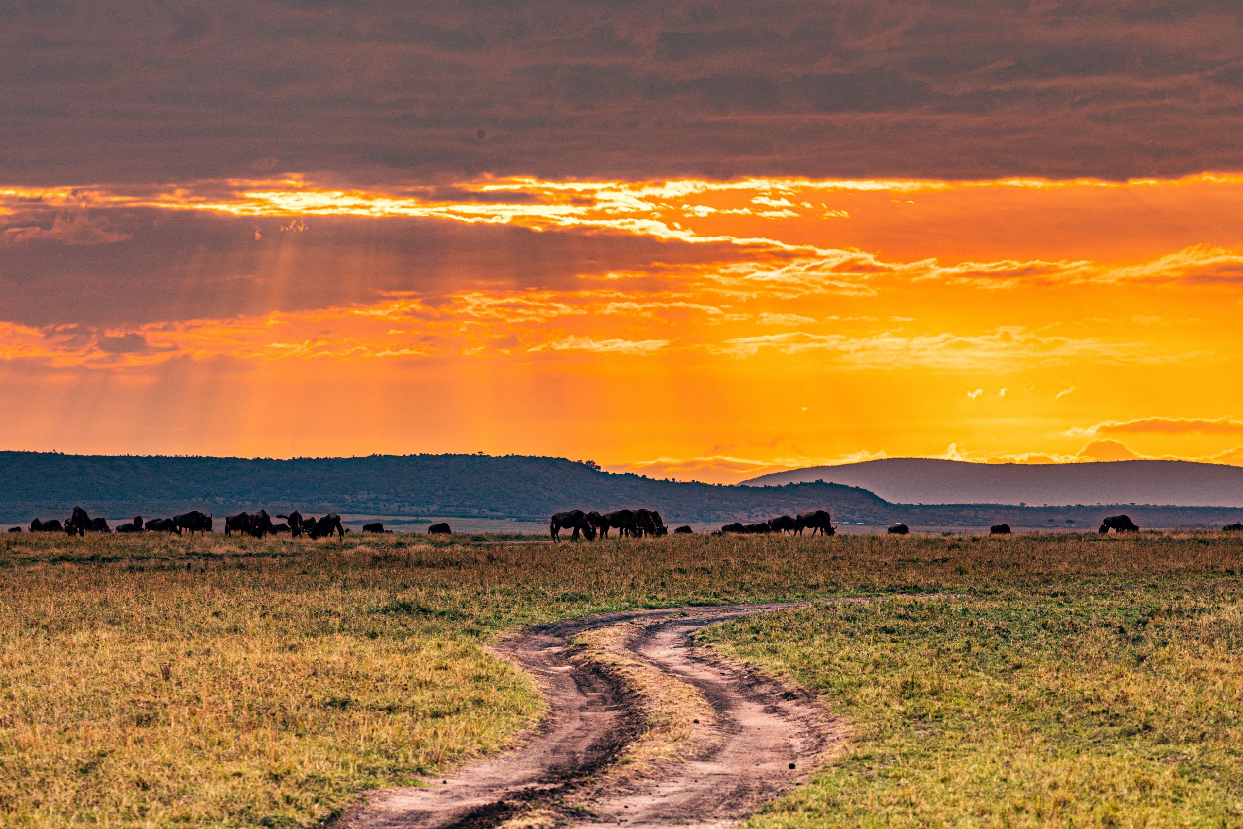 kenya-landscapes-magical-sunset-sunrise-dramatic-c-2024-03-07-01-58-14-utc (1)