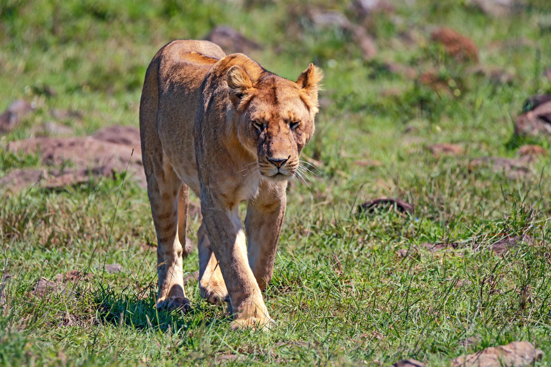 lioness-2023-11-27-04-50-36-utc