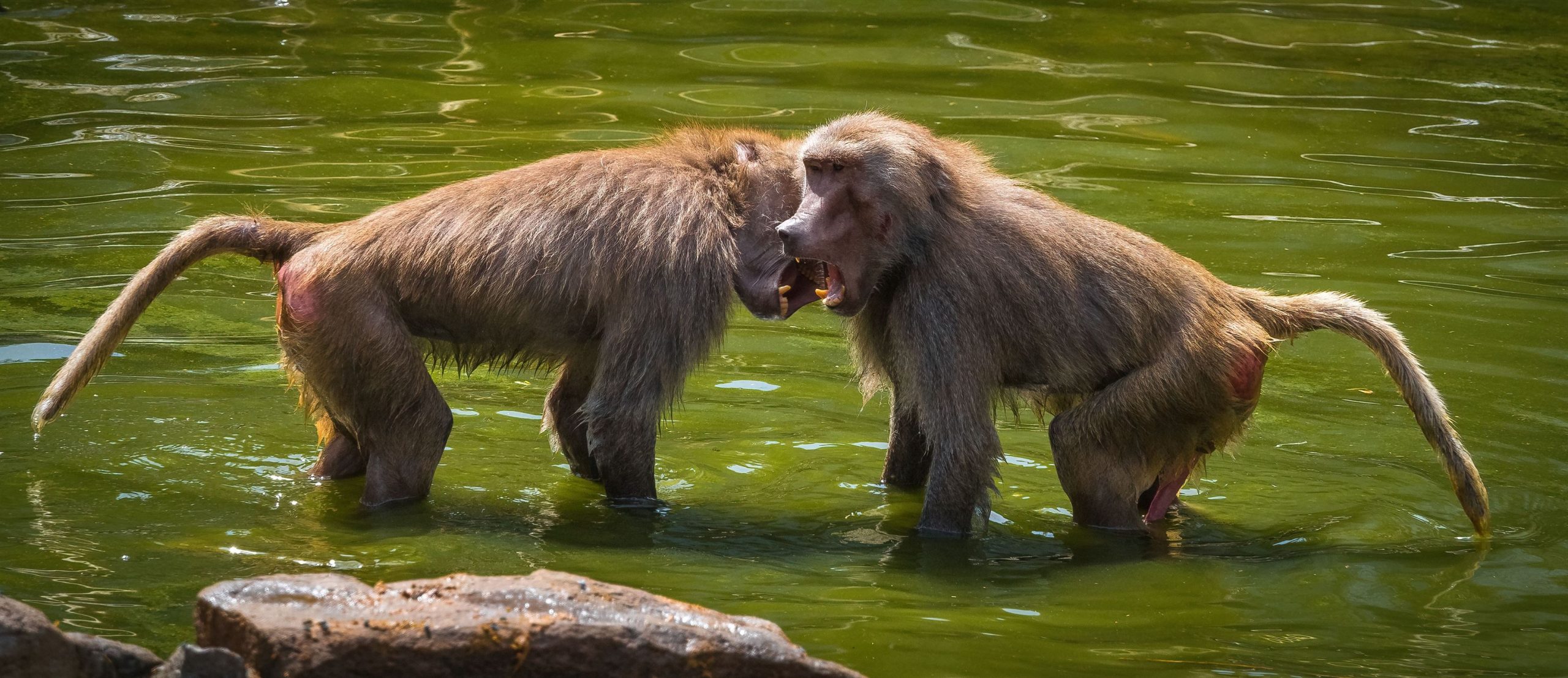pair-of-baboon-monkeys-are-engaged-in-a-physical-f-2023-11-27-05-06-37-utc