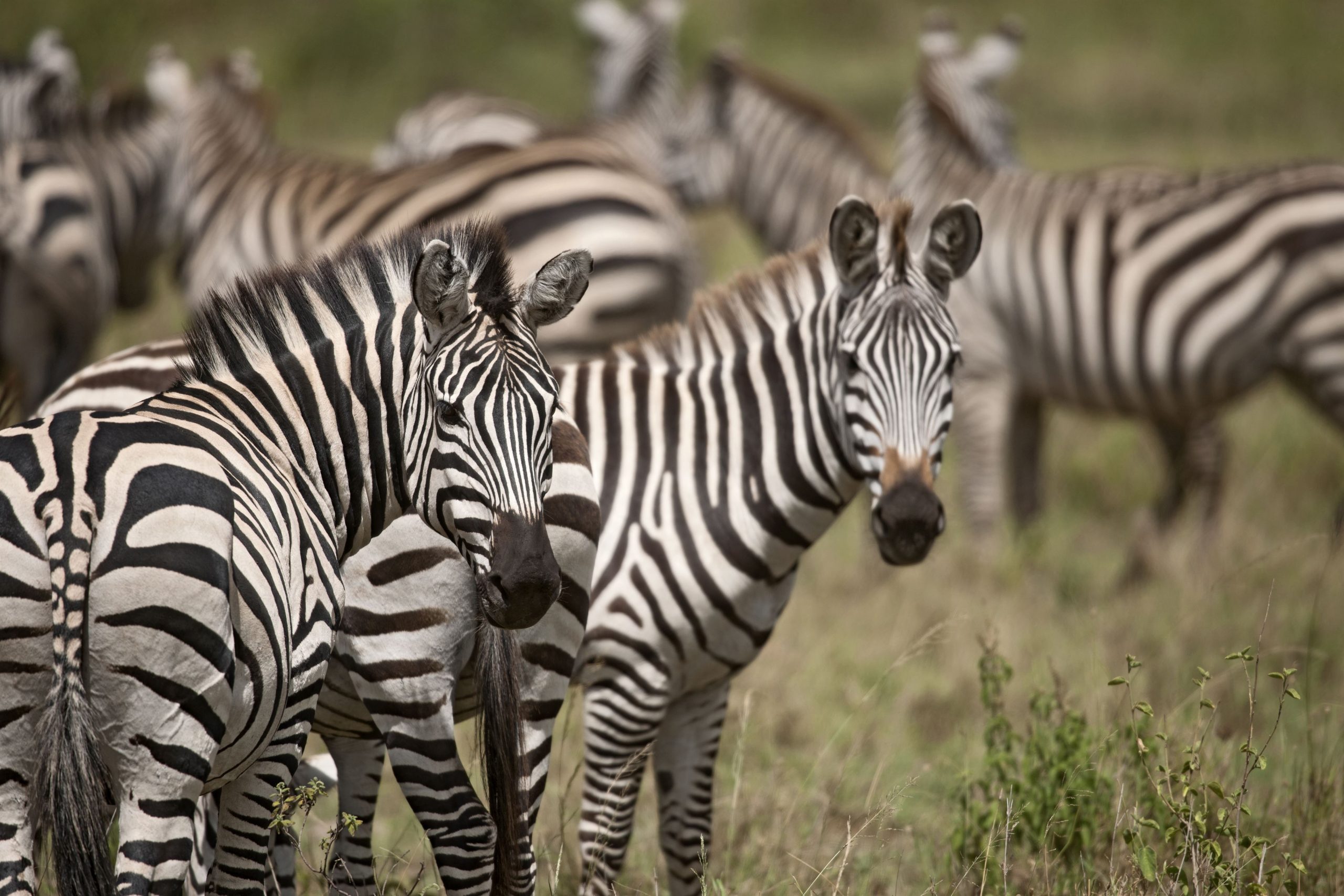 Zebra in serengeti