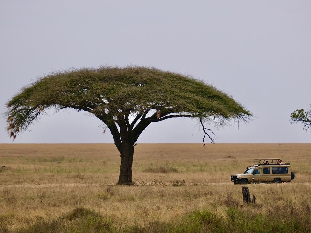Safari,Vehicle,In,The,Serengeti,Next,To,A,Big,Acacia