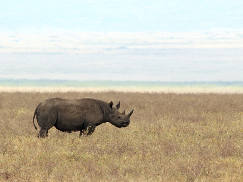 Black,Rhinoceros,(diceros,Bicornis,,Aka,Hook-lipped,Rhinoceros),On,The,Savannah.