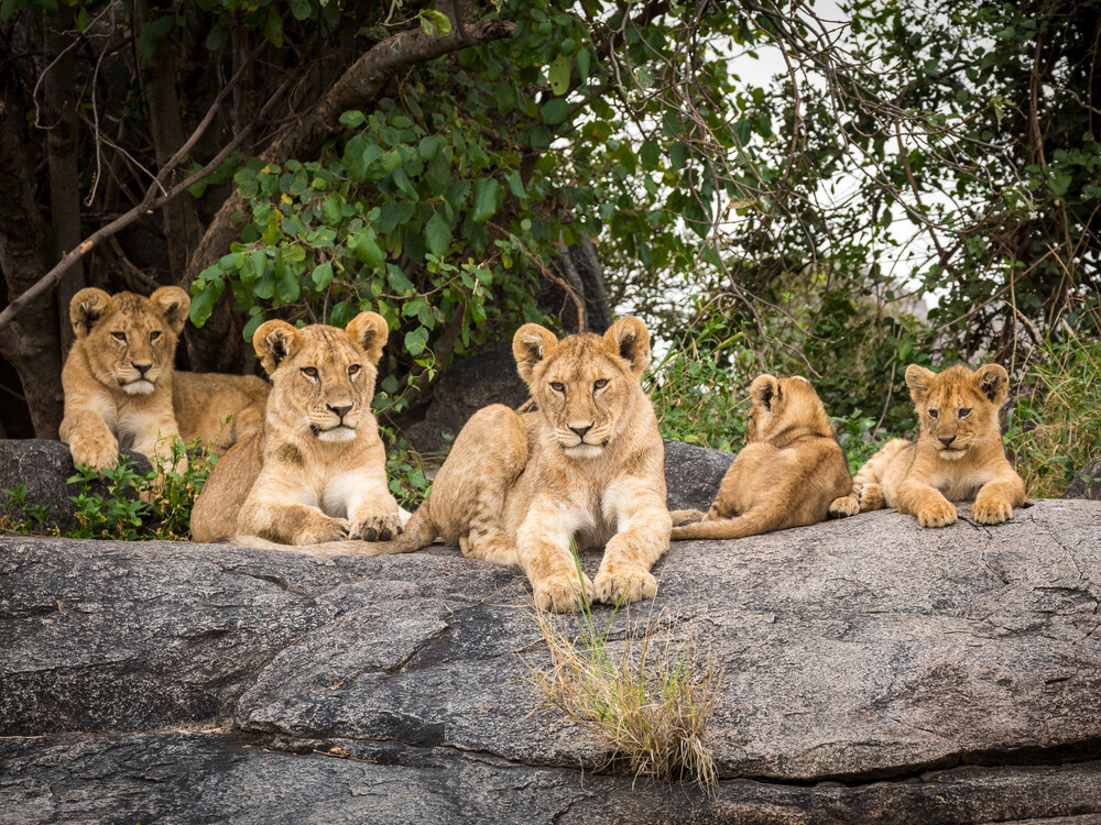 Lion,Cubs,Lying,On,Rocks,Looking,Alert,In,Serengeti,National