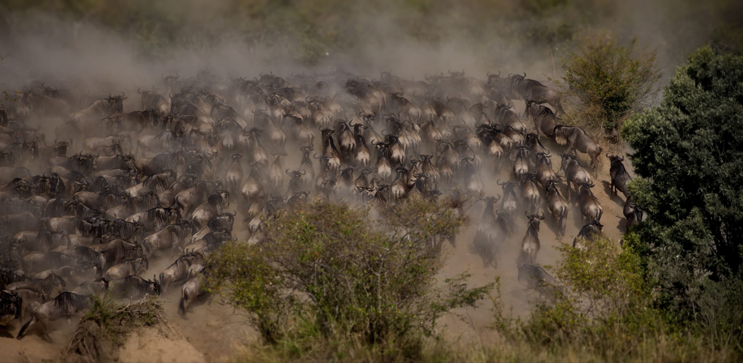 large-group-of-wildebeests-running-in-the-dust-ma-2023-11-27-05-14-15-utc